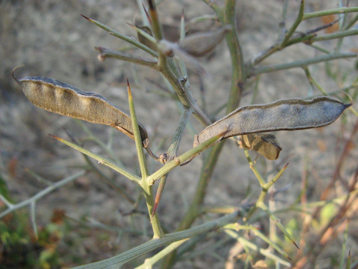 Calicotome spinosa / Sparzio spinoso